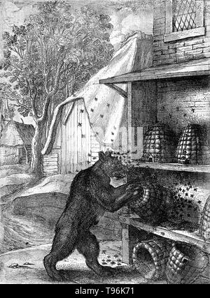 A bear has overturned two hives and is trying to prize out honey from a third while being attacked by bees. Illustration of a fable by Aesop. A beehive is an enclosed structure man-made in which some honey bee species of the subgenus Apis live and raise their young. Several species of Apis live in colonies, but for honey production the western honey bee (Apis mellifera) and the eastern honey bee (Apis cerana) are the main species kept in hives.