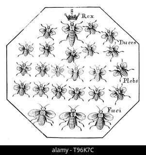 A Further Discovery of Bees: Treating of the nature, government, generation and preservation of the bee. With the experiments and improvements arising from the keeping them in transparent boxes, instead of straw-hives by Moses Rusden, 1679. Latin: Rex (king), in this instance refers to the queen, Duces (leaders), Plebs (people)  refers to workers, Fuci (drones). Stock Photo