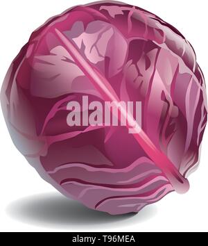Red cabbage isolated on white background Stock Vector