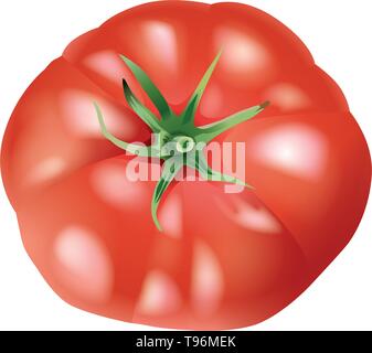 Red ripe juicy tomato on a white background. Isolated. Vector Stock Vector