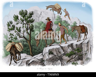 The explorer and naturalist Alexander von Humboldt travelling on mules in the Andes. Humboldt (1769-1859) was a Prussian geographer, naturalist and explorer. His quantitative work on botanical geography laid the foundation for the field of biogeography. Between 1799 and 1804, Humboldt travelled extensively in Latin America, exploring and describing it for the first time in a manner generally considered to be a modern scientific point of view. Stock Photo