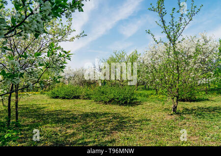 Ornamental garden with majestically blossoming large cherry trees and Apple trees on a fresh green lawn. Stock Photo