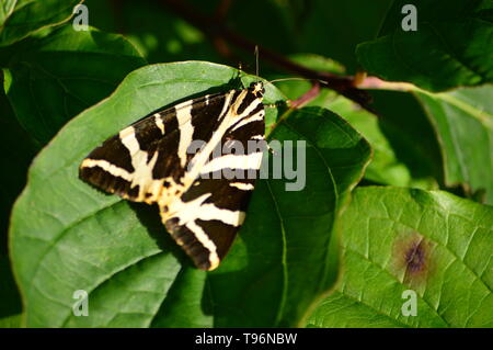 Jersey Tiger Moth, euplagia quadripunctaria, Devon, England Stock Photo