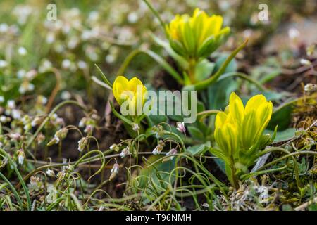 Fresh bright yellow radnor lily buds, also called early-star-of-Bethlehem flower, growing in a garden, green grass, blurry background. Spring day. Stock Photo