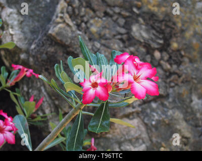 Frangipani flowers against coral rock background, USA, May 8, 2019, © Katharine Andriotis Stock Photo