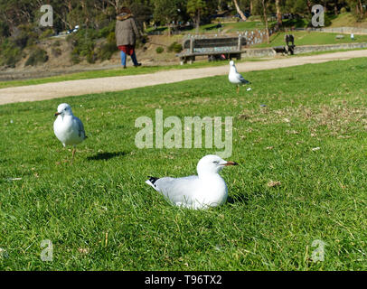 Seagull resting on lawned area at Lorne Beach, Australia Stock Photo