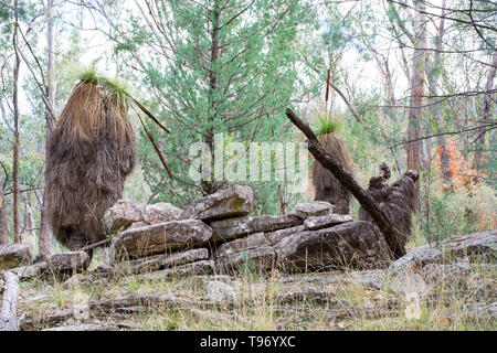 Australian Temperate Forest scene with ancient Grass Trees growing among cracked rocks. Northern NSW Australia. Stock Photo