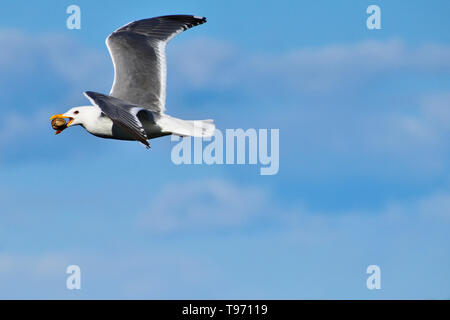A Glaucous winged gull, 'Larus glaucescens', flying with a clam in his bill on the coast of Vancouver Island British Columbia Canada. Stock Photo