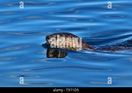 A river otter 'Lutra canadensis', swimming in the blue waters of the Stewart Channel off the coast of Vancouver Island British Columbia Canada