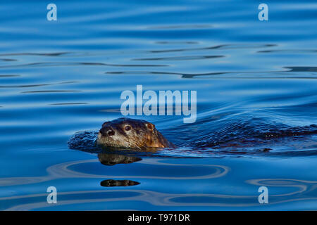 A river otter 'Lutra canadensis', swimming in the blue waters of the Stewart Channel off the coast of Vancouver Island British Columbia Canada Stock Photo