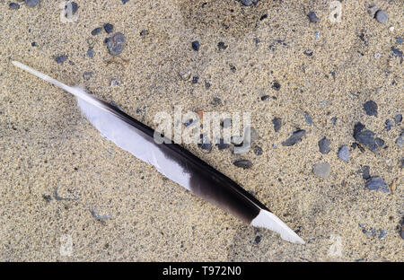 Gull feather on beach sand. Stock Photo
