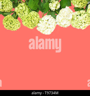Beautiful hydrangea flowers on pink coral color background, isolated. Stock Photo