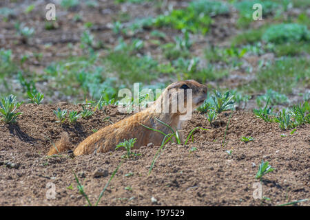 Black-tailed Prairie Dog (Cynomys ludovicianus) in the protection of its burrow making warning calls of danger, Castle Rock Colorado US. Stock Photo