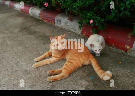 Ginger cat mom with her child lying on the floor Stock Photo