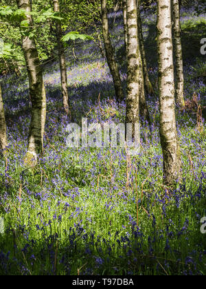 Springtime delight with colourful Bluebells in Flakebridge Wood near ...