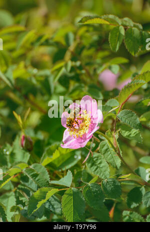 Honeybee collecting nectar and pollinating wild pink Nootka Rose, Rosa nutkana, flowers, British Columbia, Canada. Stock Photo