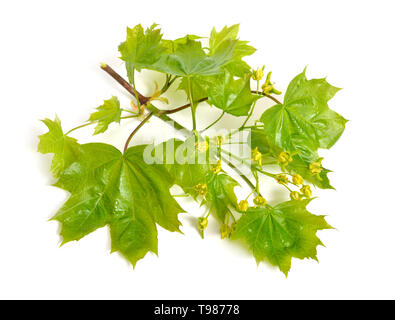 Flowering Acer or maple. Isolated on white background Stock Photo