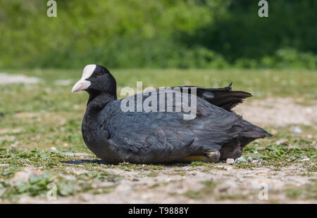Side view of an Adult Eurasian Coot (Fulica atra) sitting on the ground in Spring in West Sussex, England, UK. Stock Photo