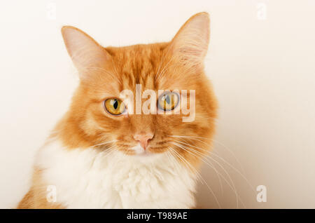 Portrait of  ginger red curious cat, sitting, isolated on white Stock Photo
