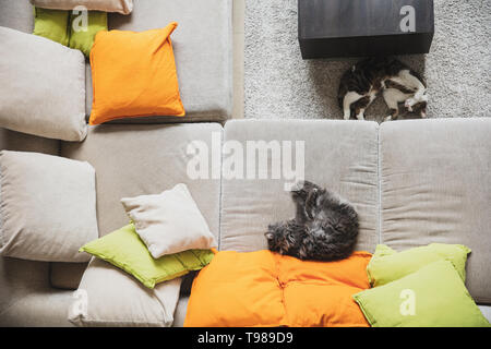 Two cats are lying next to each other on the couch with lot of colourful pillows and on the carpet. Photo taken from above. Stock Photo