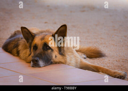 german shepherd in the meadow. portrait of a tired young german shepherd dog in the field. Stock Photo