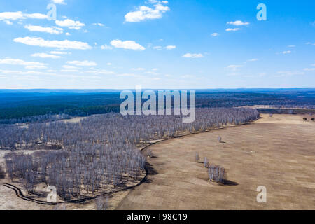 Aerial view of a forest with white birches without leaves, coniferous green trees in the distance and a field for planting agricultural plants of a ye Stock Photo