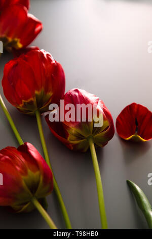 Red Tulips on table. Spring Easter flowers. Stock Photo