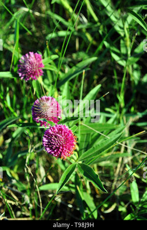 Pink clover flowers group on soft green grass background top view Stock Photo