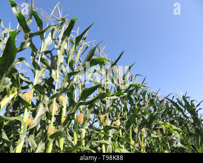 Green corn field against clear blue sky. Young corn stalks with cobs, agricultural industry in summer Stock Photo