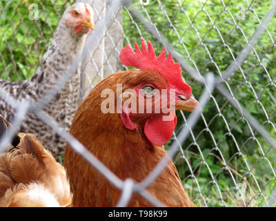 Chickens on the green farm, view through the wire mesh. Brown and speckled hen in a chicken coop in summer, rural scene Stock Photo