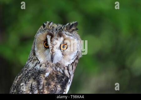 Owl portrait on green blurred background. Cute long-eared owl in a summer forest, nocturnal bird Stock Photo