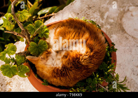 cat sleeping in a plant pot Stock Photo