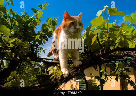 cat balancing on a vine tree Stock Photo