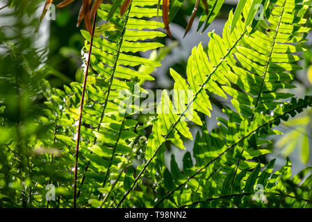 Close-up Leafs of wild Fern with Shadows and Light in Forest as Background Stock Photo