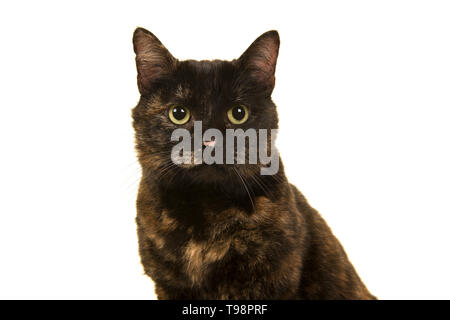 Portrait of a tortoiseshell cat looking at the camera isolated on a white background Stock Photo