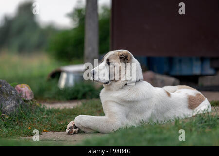 Serious asian dog proudly lies in the yard and safeguard it Stock Photo