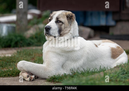 Serious asian dog proudly lies in the yard and safeguard it Stock Photo