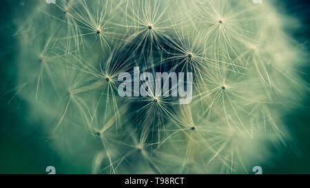 Close up of dandelion seeds. Faded fluffy dandelion. Macro. Hair seeds, selective focus Stock Photo