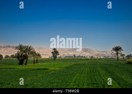 Bright green fields contrast with blue sky and  the dry yellow desert mountains in Luxor, Egypt Stock Photo