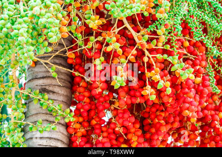 fresh of raw palm seeds in farm and palm tree has colorful palm fruits Stock Photo
