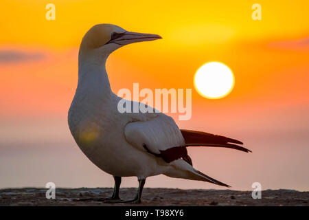 Gannet bird from Gannet Colony at Cape Kidnappers at sunrise in Hawkes Bay near Hastings on North Island, New Zealand. Stock Photo