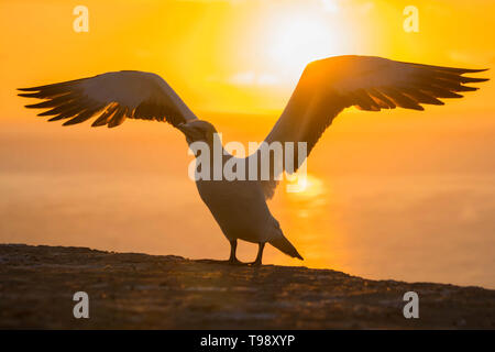 Gannet bird starting to fly from Gannet Colony at Cape Kidnappers at sunrise in Hawkes Bay near Hastings on North Island, New Zealand. Stock Photo