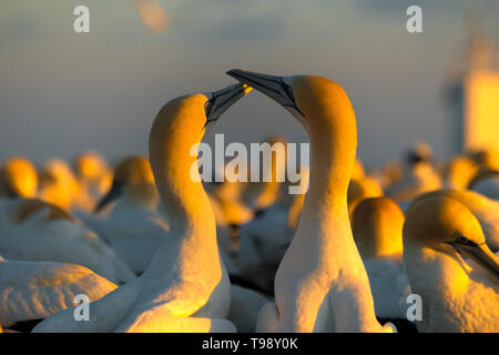 Two Gannet birds in love from Gannet Colony at Cape Kidnappers at sunrise in Hawkes Bay near Hastings on North Island, New Zealand. Stock Photo