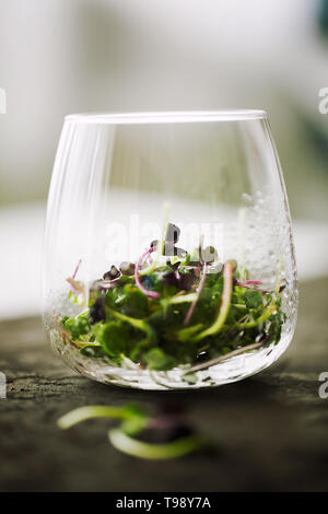 Trendy homemade mixed organic micro greens sprouts in glass with water drops close-up.Young fresh watercress and red kale sprouts. Healthy food Stock Photo