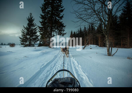 Husky sled dog tour, Thuringian Forest, Germany Stock Photo