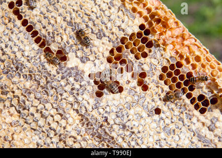 Frames of a beehive. Busy bees inside the hive with open and sealed cells for sweet honey. Bee honey collected in the beautiful yellow honeycomb. Stock Photo