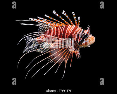 Beautiful swimming Lionfish isolated on black background. Stock Photo