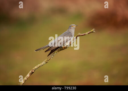 A Common cuckoo perched up close