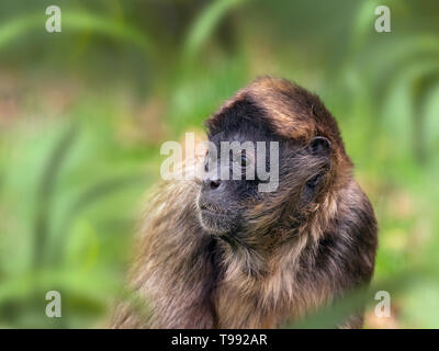 Black-handed spider monkey Ateles geoffroyi Stock Photo