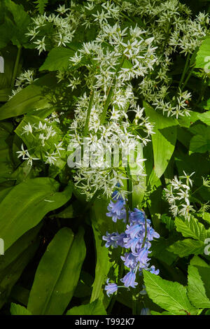 Ransom and bluebell flowers together in a natural spring woodland, greater London, England, United Kingdom, Europe Stock Photo